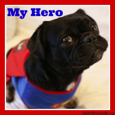 Kilo the hero pug