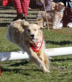 golden retriever racing around the Dog Lovers Days Lure Course at Woofstock