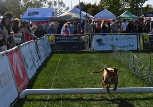Lure Course dog jump at Woofstock