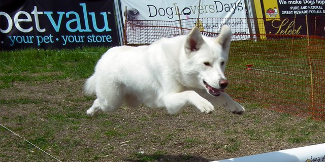  fit white dog jumping on the Lure Course at Woofstock