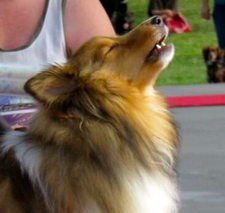Lassie dog singing katy perry