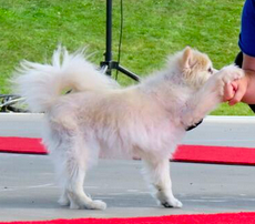 white dog shaking paw