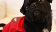 Kilo the pug dressed as super man