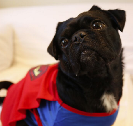 Kilo the pug dressed as super man