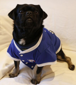 Kilo the Pug dressed in Blue Jays gear
