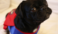 Kilo the Pug dressed as super man