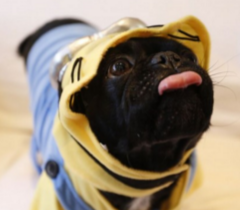 Tongue out tuesday kilo dressed as minion