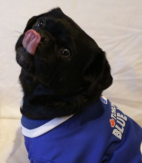 tongue out tuesday blue jays fan