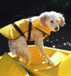 mercy the cockapoo rescue trick dog in life jacket on boat