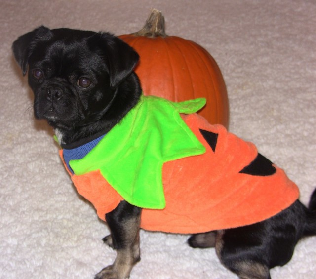 Kilo the Pug as a pumpkin for Halloween