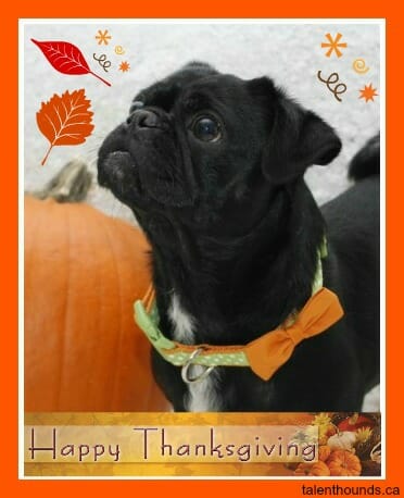 Kilo the pug with pumpkin 