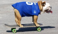 tricks skateboard tillman bulldog