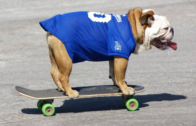 Tillman the Bulldog on his skateboard
