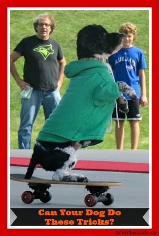 dog tricks- skateborading dog