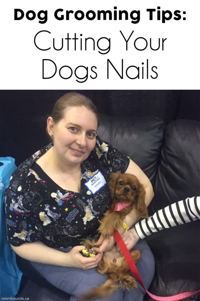 Need to trim your dogs nails at home. Check out these grooming tips