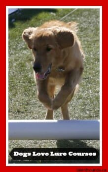 Dogs loved the Dog Lovers Days lure courses at Woofstock -golden retriever jumping.