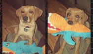 nova dog play