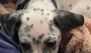 dalmation