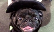 pug dressed as witch