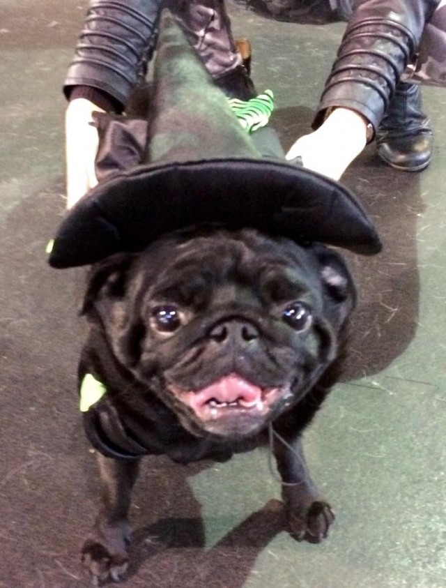 pug dressed as witch
