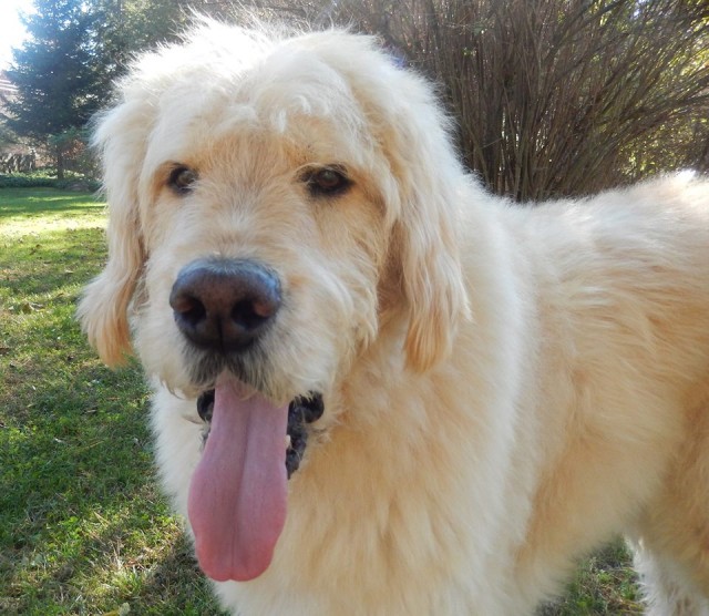 Bocker Labradoodle with his tongue out for TOT