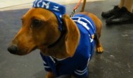 wiener dog is a maple leafs hockey fan
