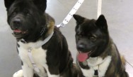 two large black, white and tan dogs sit