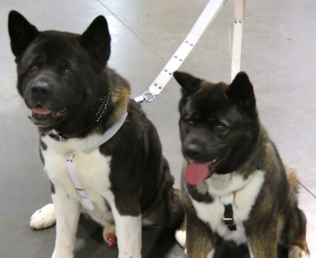 two large black, white and tan dogs sit