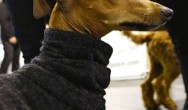 greyhound keeps warm in turtleneck