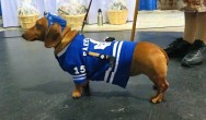 wiener dog is a maple leafs hockey fan