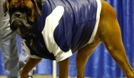 boxer in blue coat