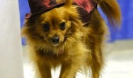 long haired chi in red top hat