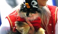 fluffy chi in snowman hat