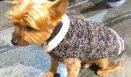 yorkie in grey sweater