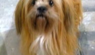 tan long haired dog looks at camera