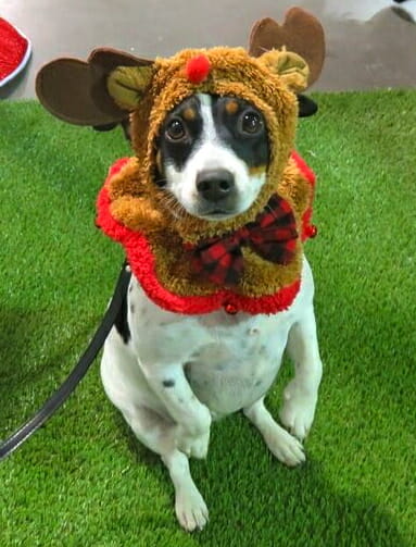 shivers dressed as a reindeer