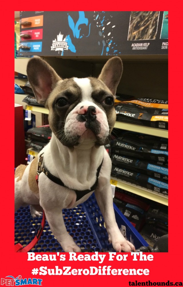 Beau at PetSmart in Toronto, Canada with the wonderful new Nutrience Subzero premium grain-free freeze-dried raw protein kibble. Try the #Subzerodifference #sponsored