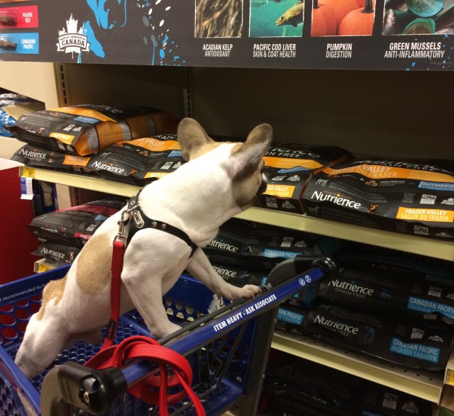 Beau checking out Nutrience #SubZeroDifference products at PetSmart