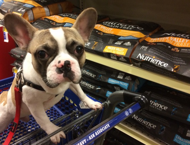 Beau the Bulldog puppy asking for Nutrience #SubZeroDifference 