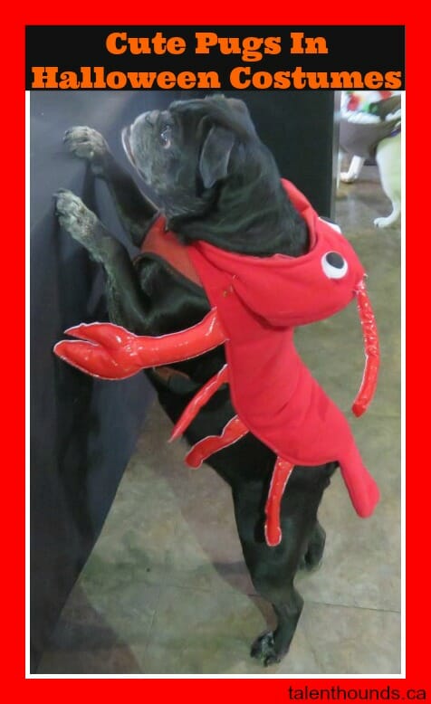 black pug dressed as lobster 