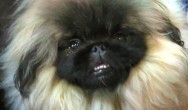 Pekingese cute