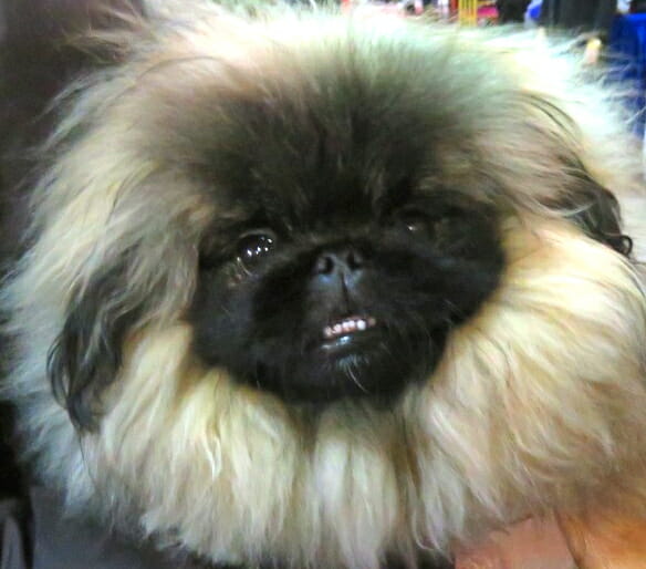 Cute-Pekingese-Puppy-at-CPE-640x539