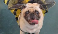 pugs halloween costumes