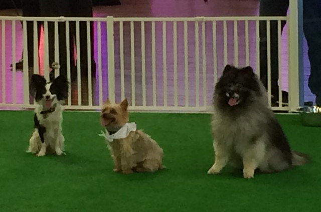Dogs in Purina Play area