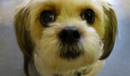 small dog close up on face