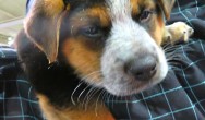 puppy falling asleep in owners arms