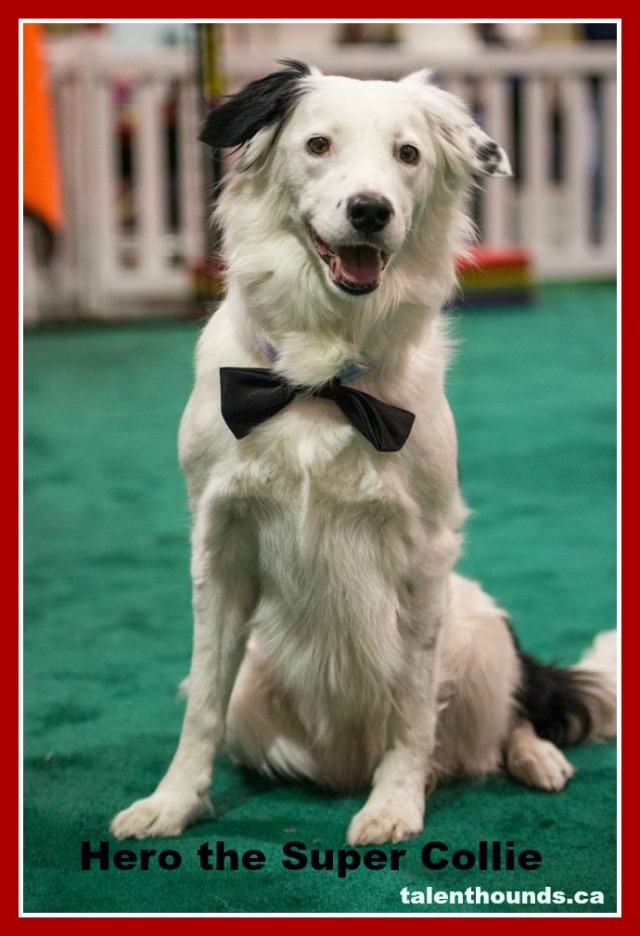 Hero the Super Border Collie at Canadian Pet Expo