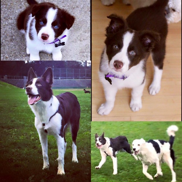 Hero's little sister Ms Marvel the Border Collie Rescue Puppy