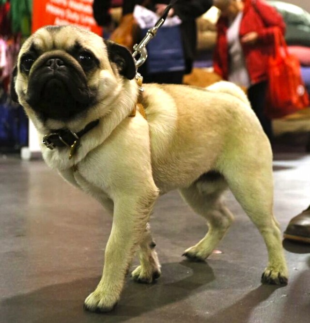 pug posing