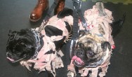 walking dead pugs